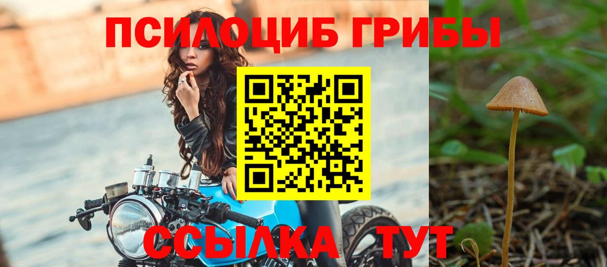 Псилоцибиновые грибы Psilocybine cubensis Бирск